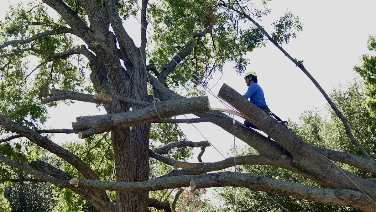 Professional Crown Thinning performed by certified arborists in Cabin John