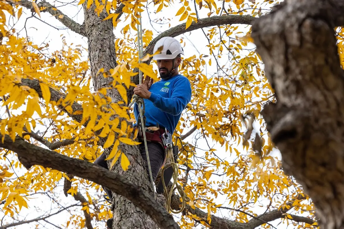 Skilled Tree Trimming crew working in Cabin John